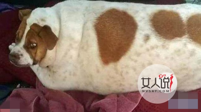 宠物狗重45斤险胖死 被送去宠物救援中心减肥挽回一命
