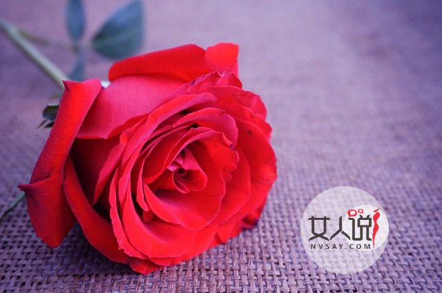 红玫瑰那么美，它的故事你知道吗？