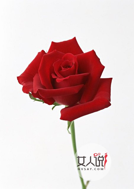 红玫瑰那么美，它的故事你知道吗？