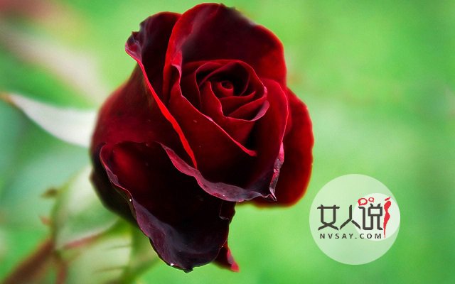 红玫瑰那么美，它的故事你知道吗？