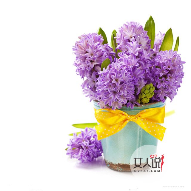 风信子图片美若景，花语更是动人！