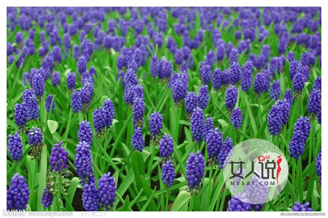 风信子图片美若景，花语更是动人！