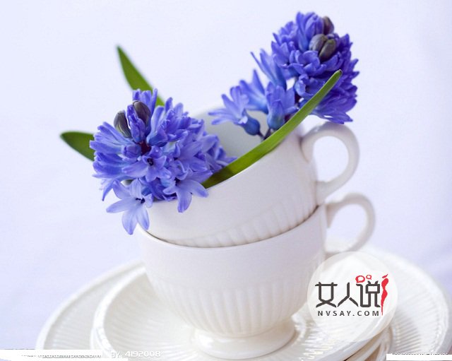 风信子图片美若景，花语更是动人！