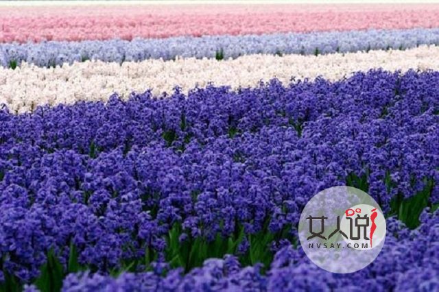 风信子图片美若景,花语更是动人!