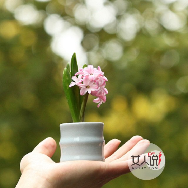 风信子图片美若景,花语更是动人!