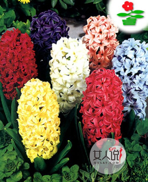 风信子图片美若景，花语更是动人！