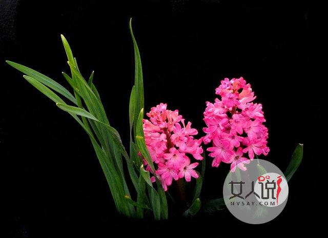 风信子图片美若景，花语更是动人！