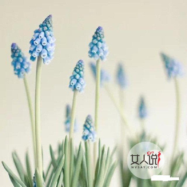 风信子图片美若景,花语更是动人!