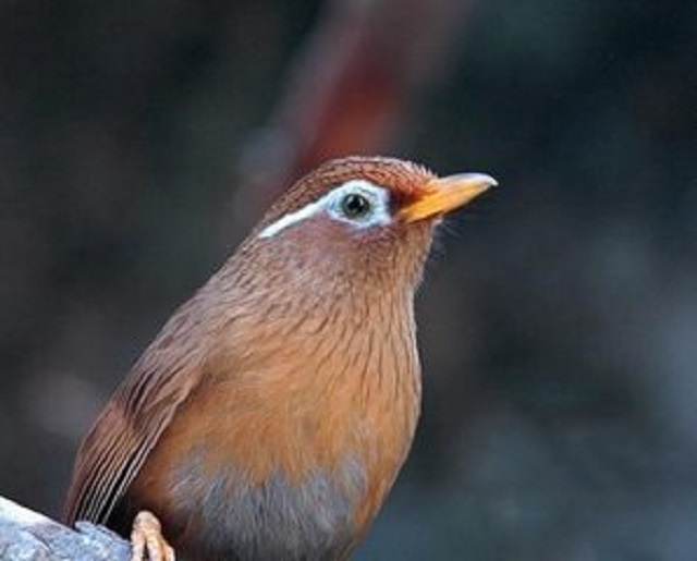 画眉鸟的叫声，你知道是什么意思吗？