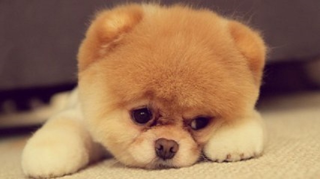 梦见狗真的就是不好的兆头吗？