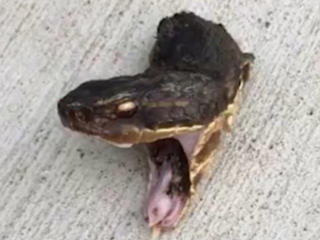 蛇被剪头张口攻击 眼里充满报仇恨意张开大嘴想咬人画面恐怖