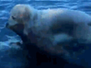 金毛冲进大海救小鹿 金毛系小暖男奋不顾命救小鹿只因使命