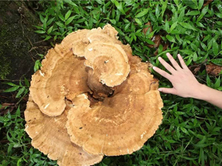 云南现巨型蘑菇 巨大蘑菇有剧毒误食会分分钟没命照片曝光