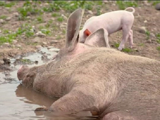 新郎花12万办猪主题婚礼 50头猪在现场疯狂追逐场面十分混乱