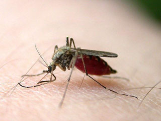 泸州蚊子被热死 蚊子被热死原因曝光令人唏嘘