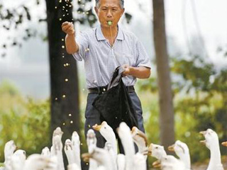 放鹅爷爷写真走红 化身老年版孙红雷酷劲十足吸粉无数