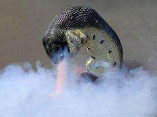 95年安徽巨蟒渡劫事件是真的吗 当地村民吓坏专家未否认真相