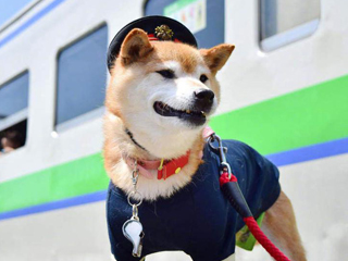 呆萌柴犬成火车站长 小狗狗上演制服诱惑照片曝光好可爱