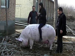 猪王被美女当牛骑 俯首称臣驮着美女一路闲逛耐人寻味