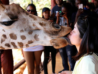 美女和长颈鹿舌吻 网友惊呼：这画面太美我不敢看