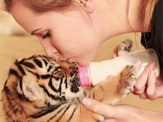 家庭养老虎当宠物 人虎同住一屋画面和谐友爱令人傻眼