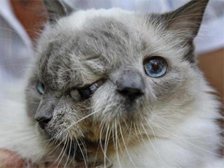 沈阳现双头三眼猫 主人不离不弃盼其健康成长令人泪崩