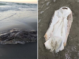 澳洲海滩现不明生物十分诡异 网友：吓死宝宝了