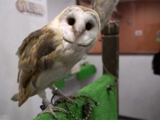 猫头鹰接客卖咖啡 生意爆棚背后真相曝光令人心酸不已