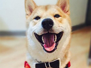 柴犬爱看电视走红网络 雷打不动看完整部电影令人称奇