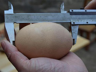 大鸡蛋申请吉尼斯 磕开巨蛋惊现蛋中蛋外加蛋黄令人惊呆