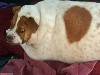 宠物狗重45斤险胖死 被送去宠物救援中心减肥挽回一命