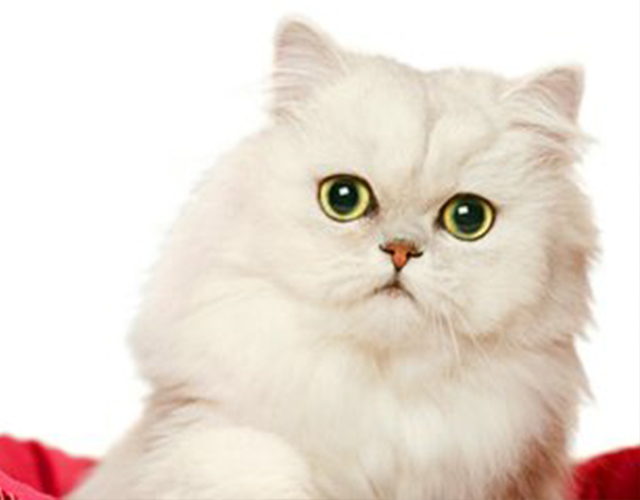 宠物萌主小百科：关于金吉拉你不知道的事