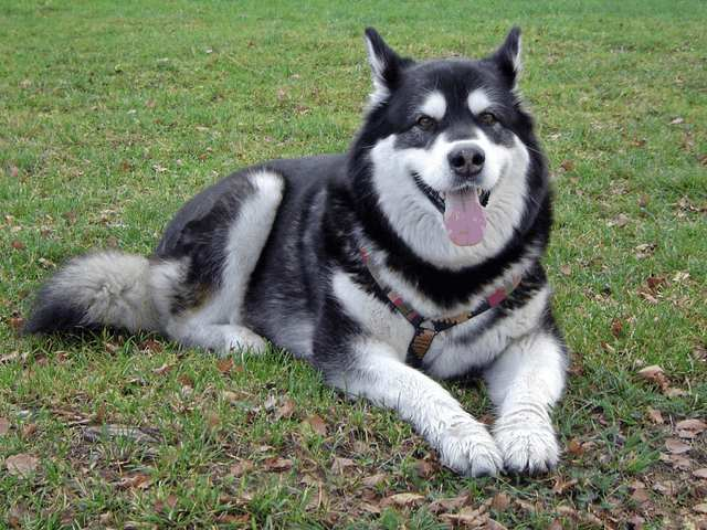 “雪橇三傻”老大阿拉斯加犬应该怎么养？