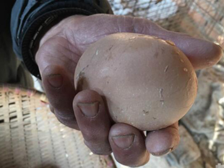 养鸡产出巨型蛋 揭巨型蛋背后奥秘令人震惊