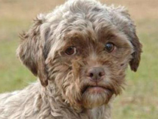 日本狗长得像人类 人脸狗身眼神忧郁极不讨喜无人敢收养