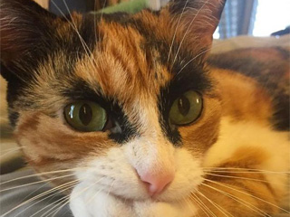 美粗眉猫走红网络 双目圆瞪不怒自威堪比正义化身黑猫警长