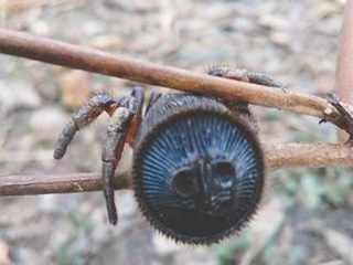 村民发现罕见蜘蛛 古董级蜘蛛竟遭买家抬价疯抢活久见