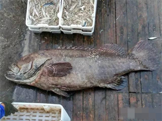 渔民捕获156斤怪鱼 “海鸡肉”世间罕见遭客商天价抢购