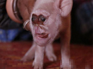 母猪竟然生下猴崽 好主人倍加照料猴面猪拒绝出卖获点赞