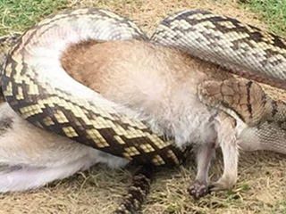 蟒蛇当众活吞袋鼠 饱腹美餐后仍能灵活爬走令人震惊不已