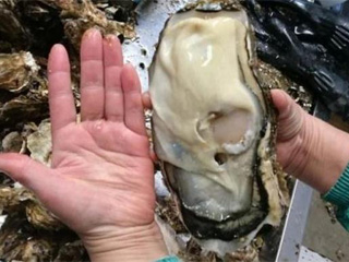 福岛惊现巨型生蚝 彷如常人手掌般大小令人细思极恐