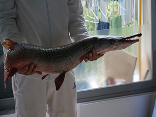 佛山男子放生怪鱼 锋利牙齿湿滑皮肤性情凶猛甚可食人