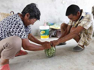 湖北现奇葩西瓜 摔不破掰不开能当球踢