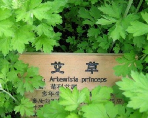 艾草的功效与作用，疑难杂症不再头疼