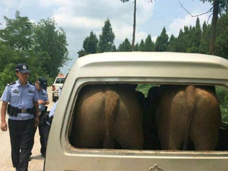 面包车里塞进两头牛 销魂牛屁股顶破后车窗令人哭笑不得