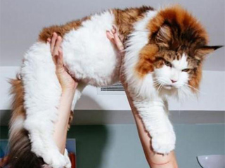 美猫咪重达28磅吓死人 主人骄傲放话养猫高手前来一较高下