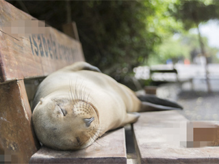 动物实力演葛优瘫谐趣十足 网友：葛优瘫要被玩坏了