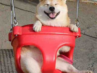 柴犬荡秋千萌翻成网红 眯眼吐舌笑不拢嘴萌化人心