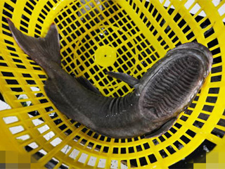 青岛渔民捕获怪头鱼 吸盘鱼龇牙咧嘴形似蜈蚣丑到爆