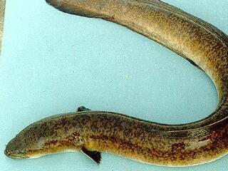 毛十八鳗鱼是什么梗 毛十八是谁鳗鱼和杠精引发巨大争议